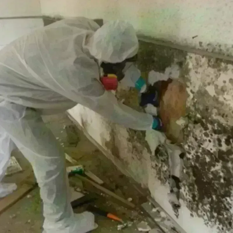 Mold Remediation and Removal in Grand Traverse County, MI